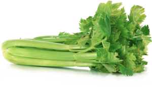 Fresh Green Celery